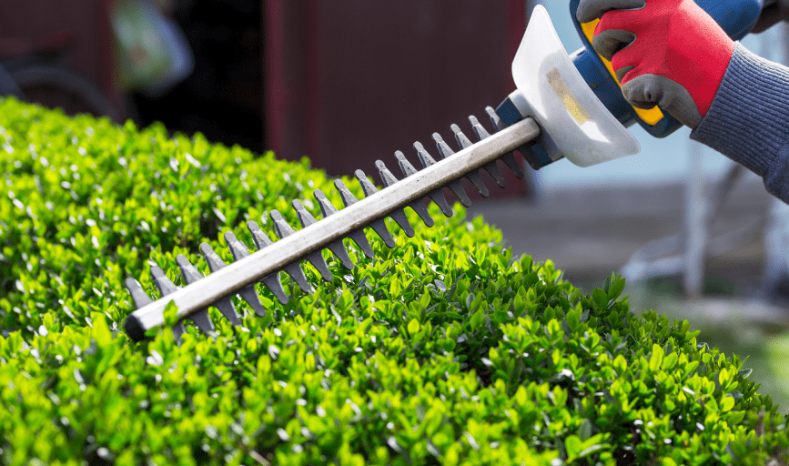PRUNING SERVICE