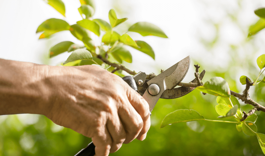 TREE TRIMMING